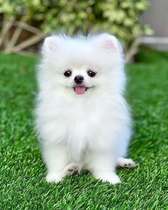 Cute dog